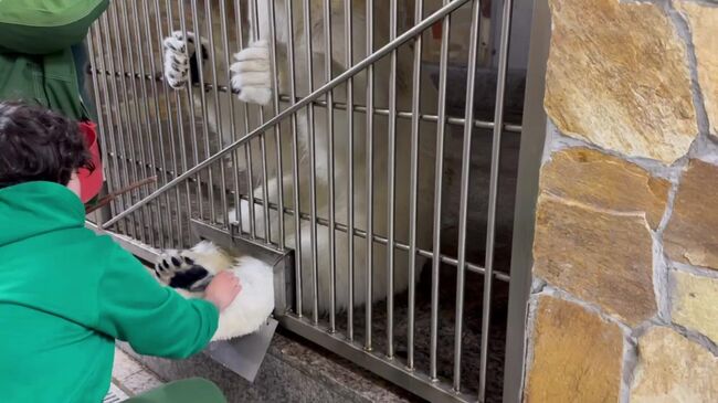 Белая медведица проходит медицинский тренинг Белая медведица проходит медицинский тренинг