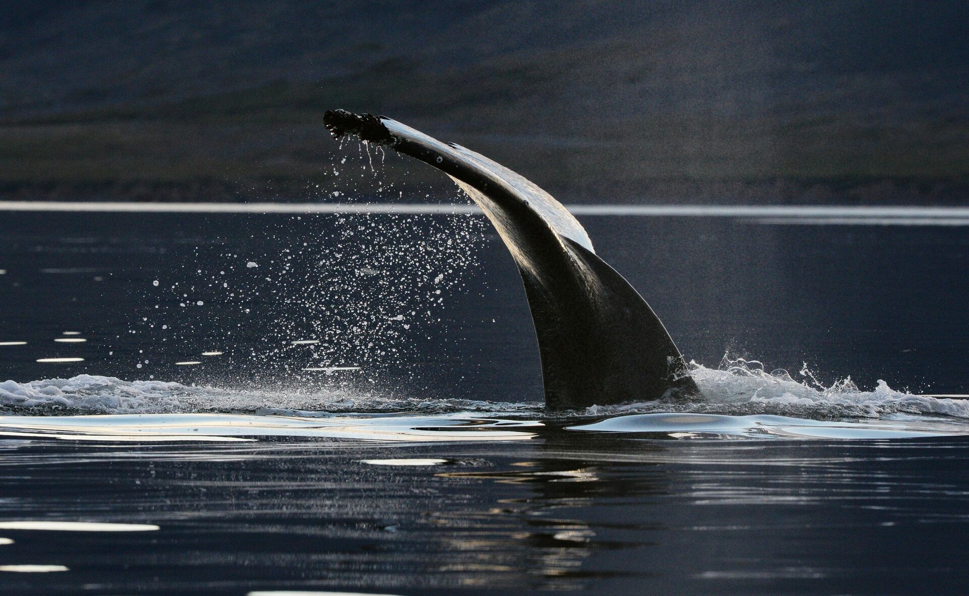 Серый кит в проливе Сенявина у острова Ыттыгран в Чукотском автономном округе - РИА Новости, 1920, 07.11.2025