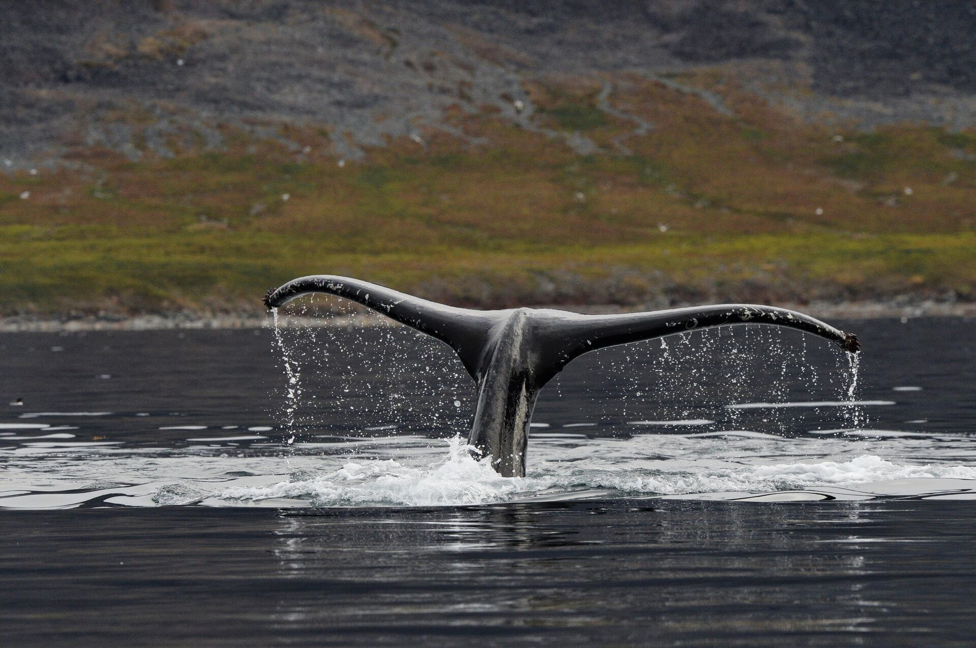 Серый кит в проливе Сенявина у острова Ыттыгран в Чукотском автономном округе - РИА Новости, 1920, 07.11.2025