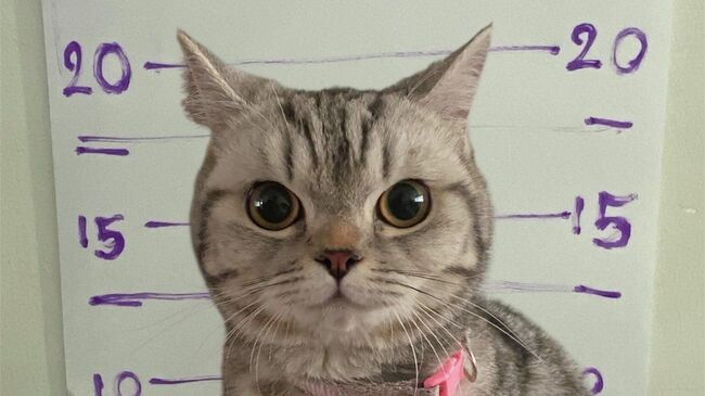 Кошка Нуб Танг, арестованная за нападение на полицейских в Таиланде