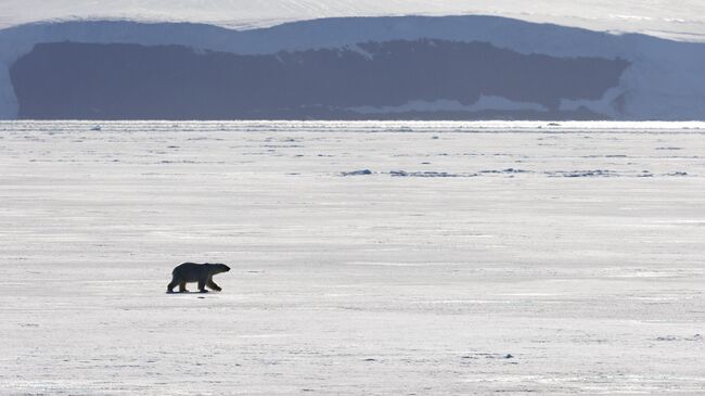 Белый медведь Белый медведь