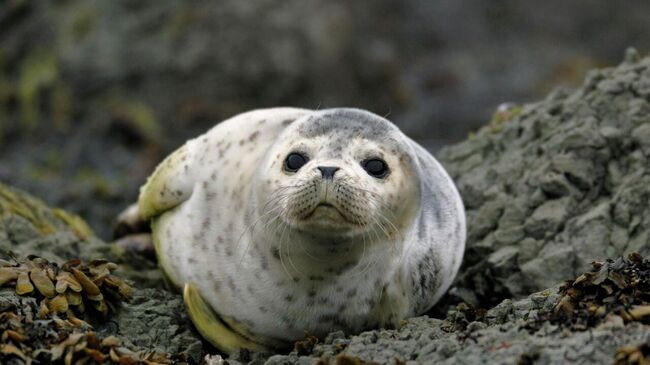 Популяция краснокнижных ластоногих в Кроноцком заповеднике и Южно-Камчатском заказнике