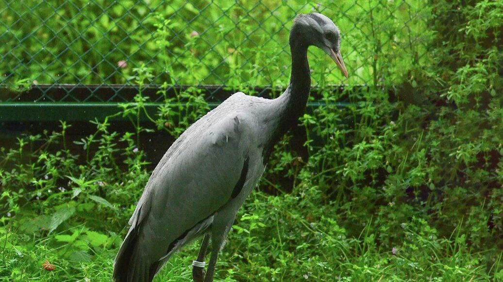 В Москве выбрали имена для птенцов краснокнижного журавля-красавки