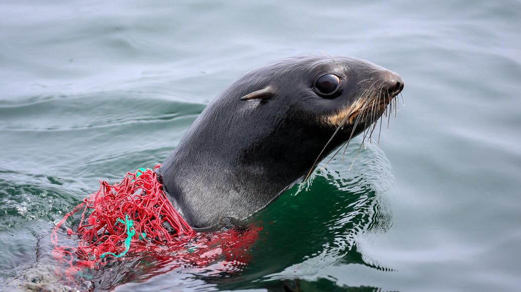 На Сахалине спасли от пластикового мусора более 80 морских котиков