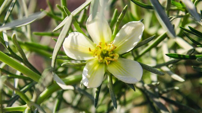 Гармала обыкновенная, также известная как могильни