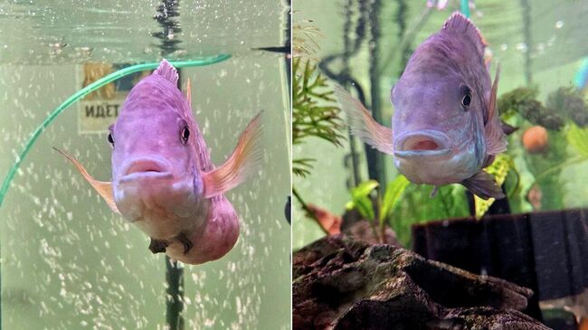 Акара бирюзовая до и после операции