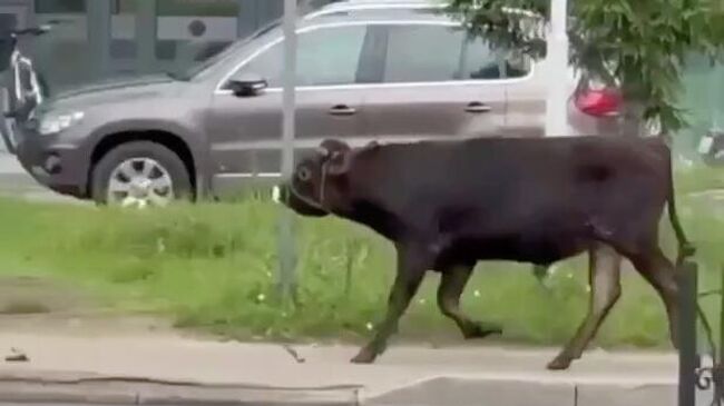 Бык бегает по центру подмосковных Люберец