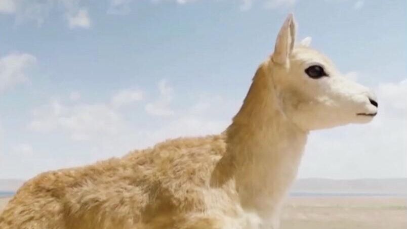 Животноподобный робот, внедренный в стадо малоизученных антилоп на Тибетском нагорье - РИА Новости, 1920, 12.08.2025