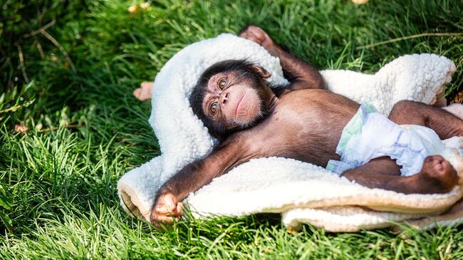 Детеныш шимпанзе Платон в зоопарке отеля Ялта-Интурист