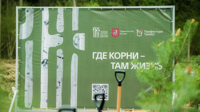 Древо жизни