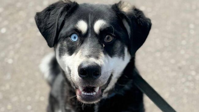 В фестивале Моспитомец на Тверском бульваре примут участие 90 животных из городских приютов