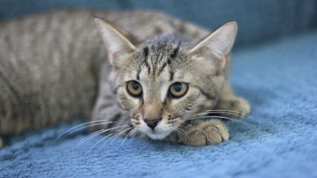 90 животных из городских приютов примут участие в фестивале Моспитомец на Тверском бульваре 