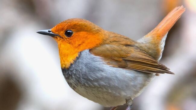 Японская зарянка