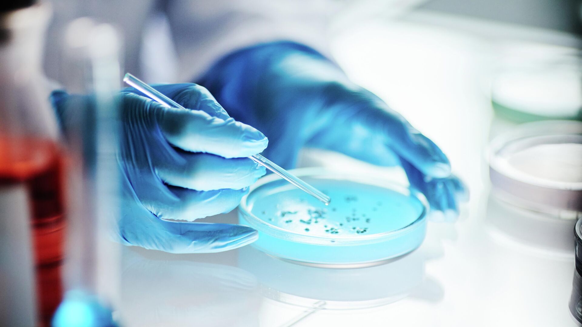 Чашка Петри в лаборатории - РИА Новости, 1920, 18.08.2025