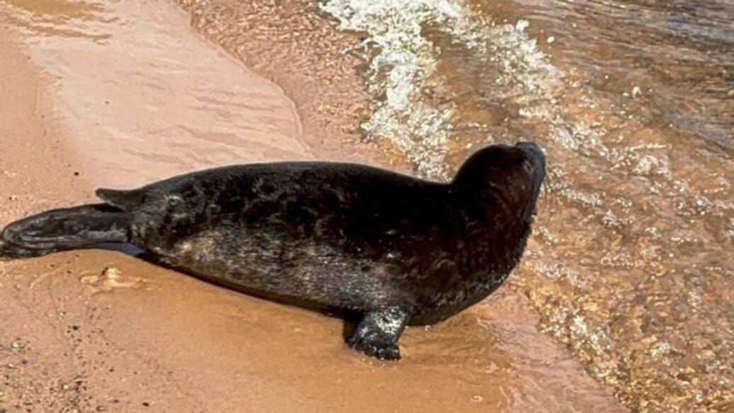 Последнюю за сезон нерпу выпустили в Ладожское озеро после реабилитации