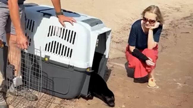 Нерпу выпускают в Ладожское озеро после реабилитации Нерпу выпускают в Ладожское озеро после реабилитации