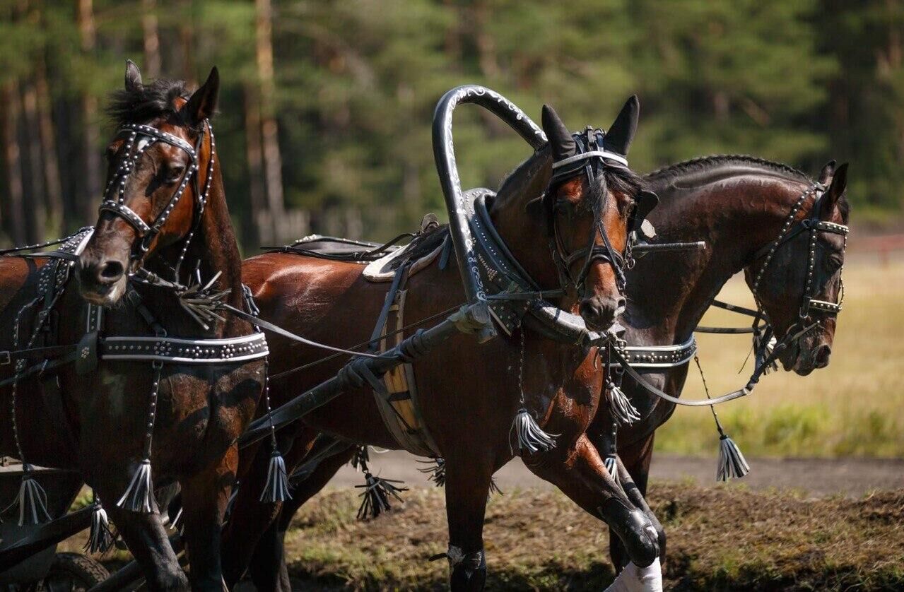 Русская тройка Русская тройка - РИА Новости, 1920, 31.08.2025