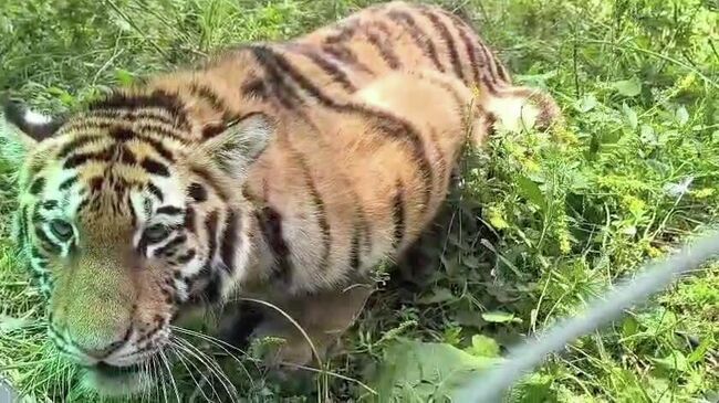 Тигрица Ольга в центре реабилитации в Приморье