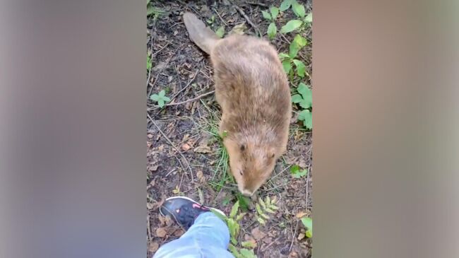 Бобра, которого спасли в Курортном районе Санкт-Петербурга, выпустили на волю после реабилитации