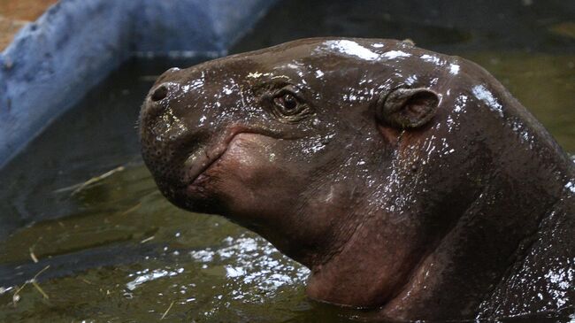 Карликовый бегемот по кличке Ева в зоопарке Екатеринбурга