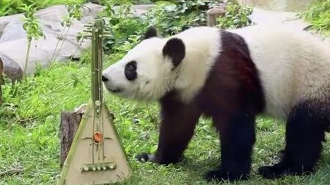 Панде Катюше из Московского зоопарка подарили бамбуковую балалайку