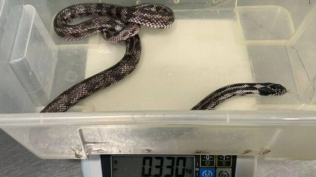 Прокуратура Петербурга изъяла змей за их плохое содержание и показ за деньги 