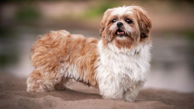 Собака породы ши-тцу