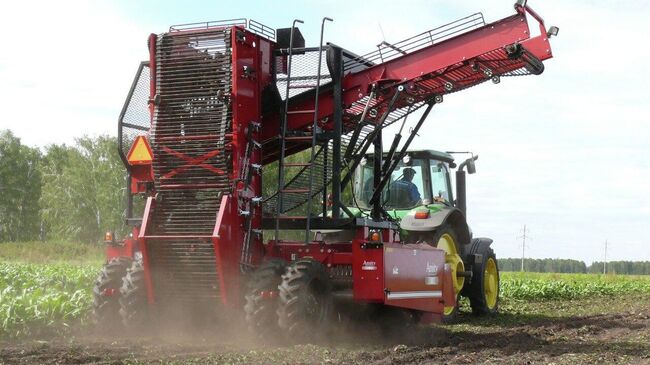 Уборка сахарной свеклы в Алтайском крае