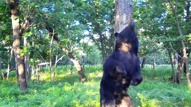 Эмоциональный танец медведя в заказнике Приморского края
