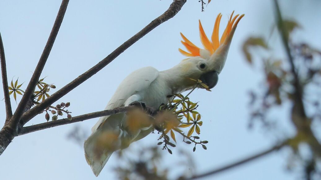 В Московском зоопарке поселился редкий какаду