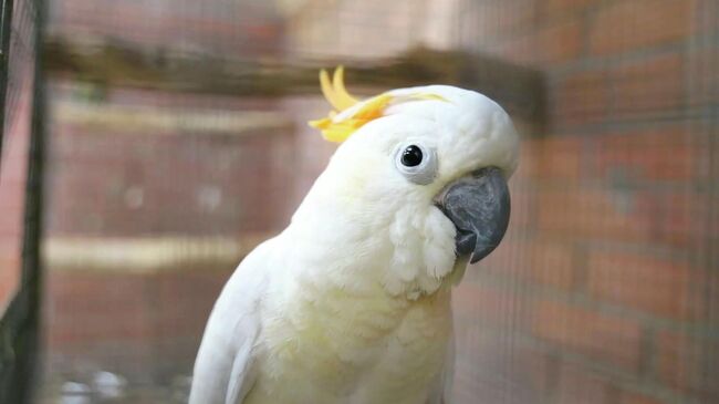 Оранжевохохлый какаду в Московском зоопарке