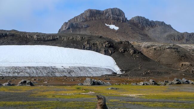 Тюлень на берегу бухты Билогов вблизи станции Беллинсгаузен в Антарктиде.