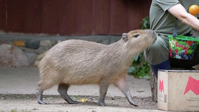  Детеныш капибары из Московского зоопарка Нолик