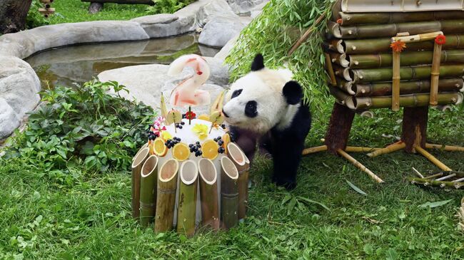 Панда Катюша во время празднования дня рождения в вольере Московского зоопарка