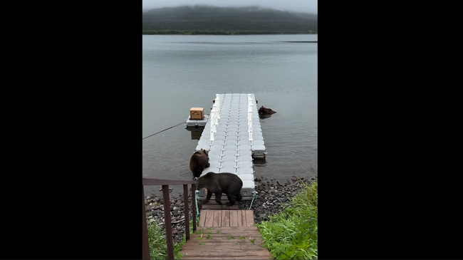 Медведи в Кроноцком заповеднике на Камчатке Медведи в Кроноцком заповеднике на Камчатке