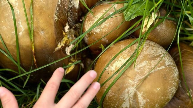 Гриб головач гигантский в Быстринском природном парке на Камчатке