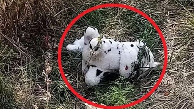 Заминированная плюшевая игрушка в харьковском селе Граково