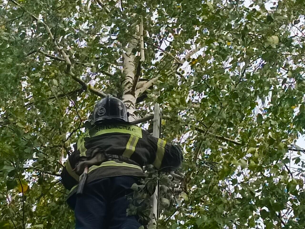 Спасатели сняли с десятиметровой высоты кота-верхолаза в Серебряно-Прудском округе Подмосковья - РИА Новости, 1920, 27.08.2025
