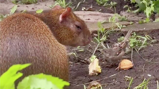 Дружба агути и воробья Дружба агути и воробья