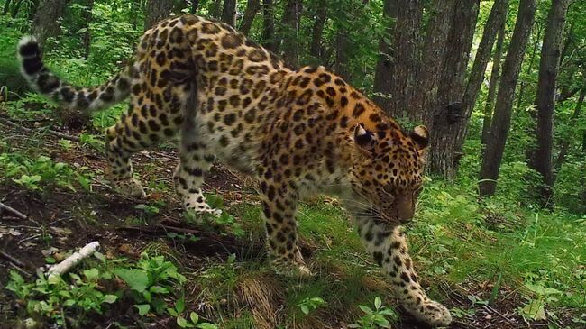 Пострадавшая от браконьеров в Китае леопард Алекса