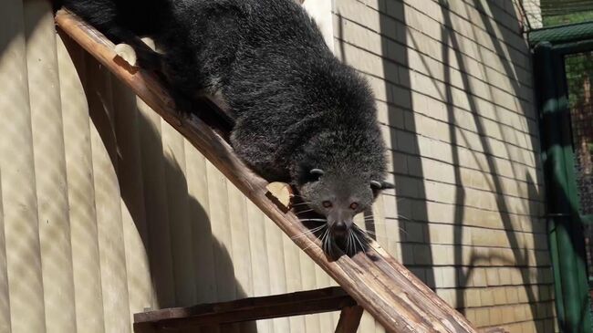 Бинтуронг в Зоосаде Деда Мороза