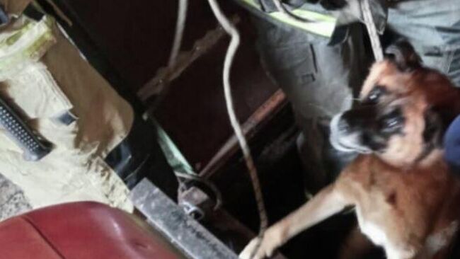 Сотрудники МЧС России спасли двух собак в Забайкалье, которые провалились в открытый люк погреба