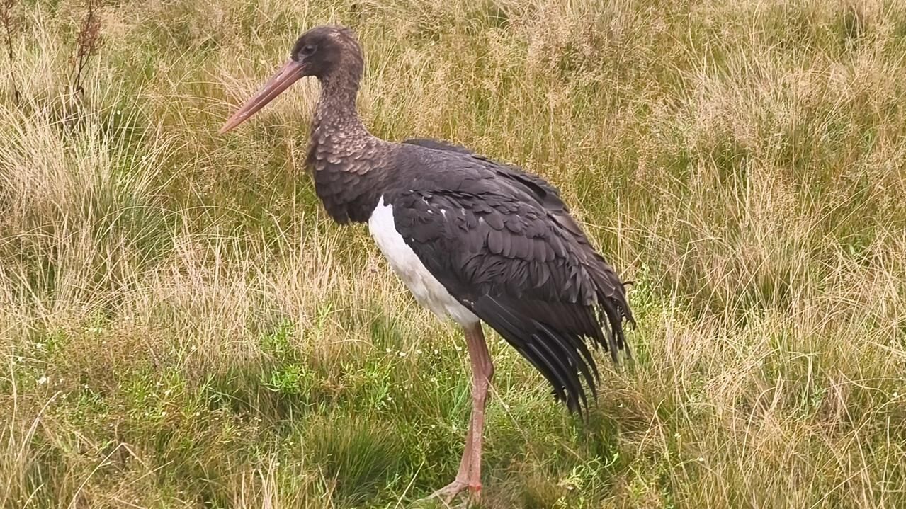 Черного аиста выпустили из заказника во Владимирской области - РИА Новости, 1920, 28.08.2025