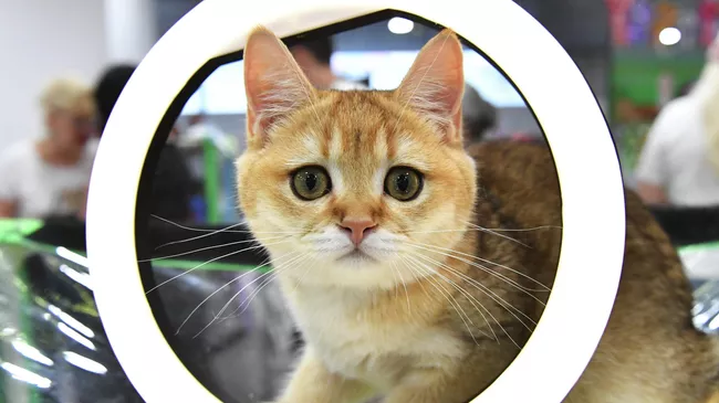 Котенок породы скоттиш-страйт на выставке КоШарики Шоу в Москве Котенок породы скоттиш-страйт на выставке КоШарики Шоу в Москве