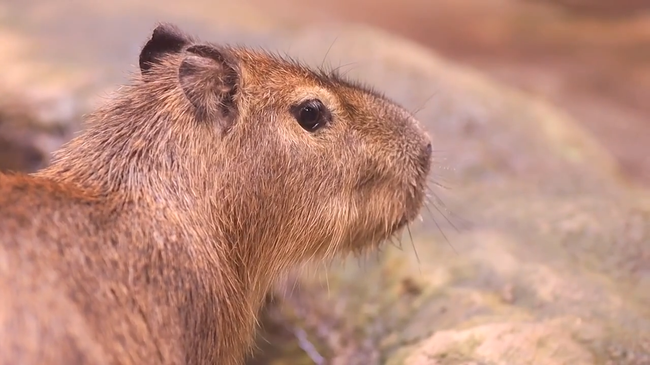 Капибары, для которых выбрали имена на платформе Активный гражданин - детям