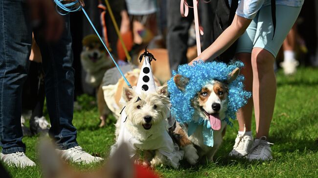 Костюмированный парад собак породы вельш-корги-пемброк на ВДНХ в Москве