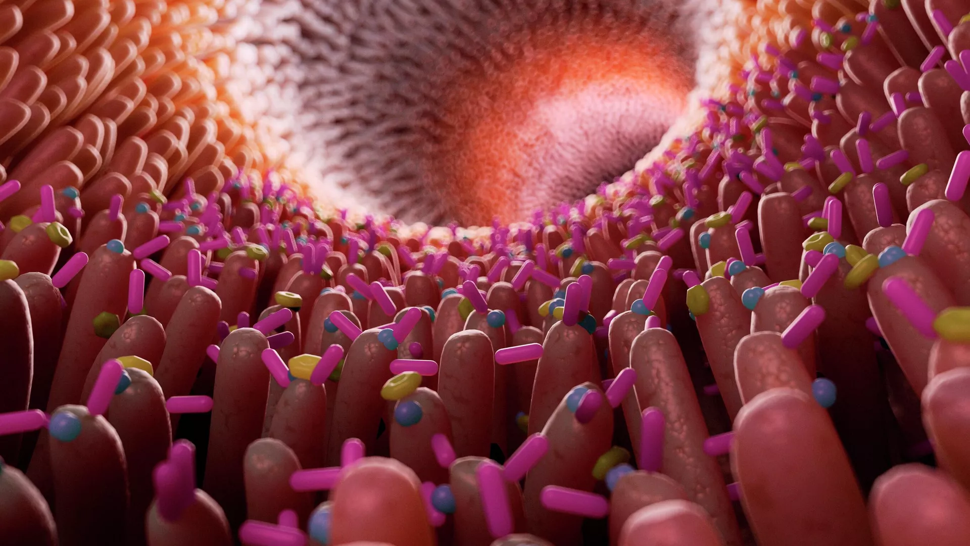 Изображение внутренней структуры кишечника