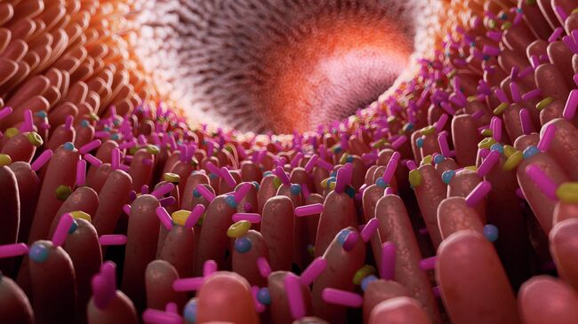 Кишечник Кишечник