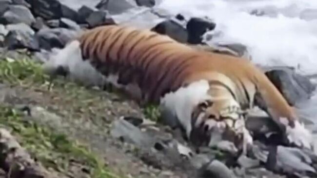 Труп тигра в Ольгинском районе Приморья. Кадр видео из соцсетей