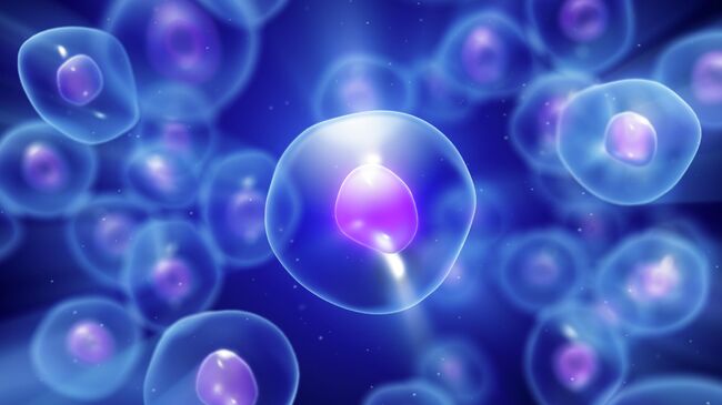 Яйцеклетки Яйцеклетки